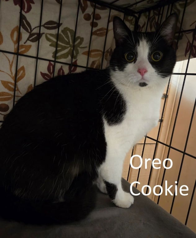 Oreo Cookie Image