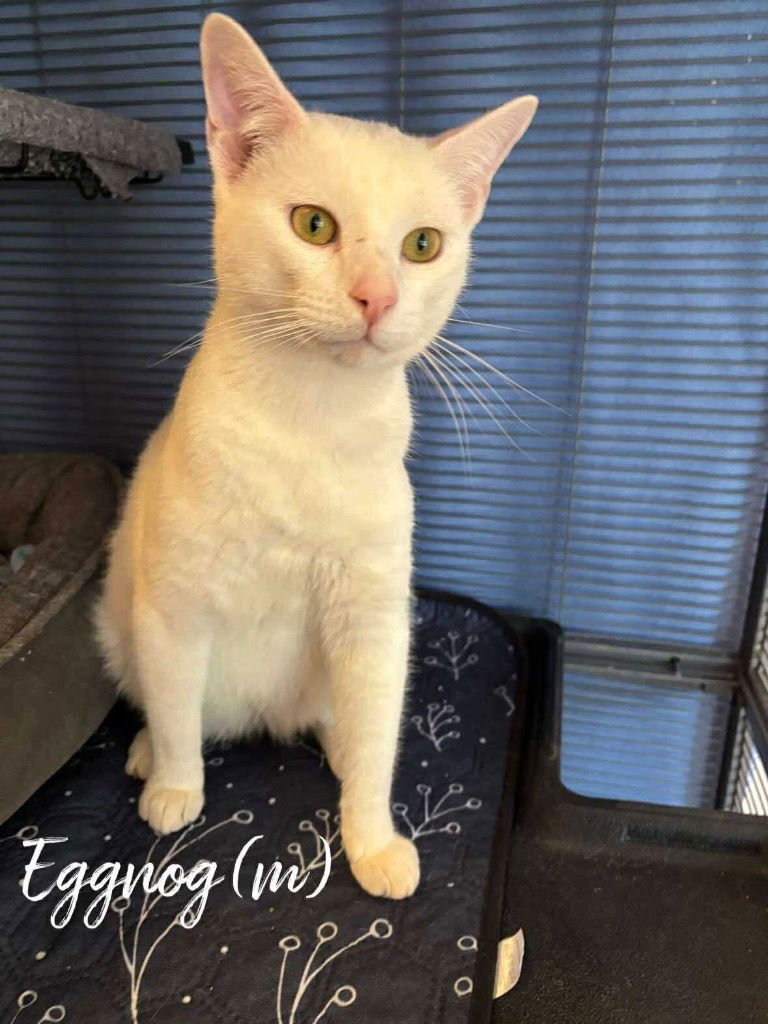 EGGNOG - Domestic Short Hair available for adoption