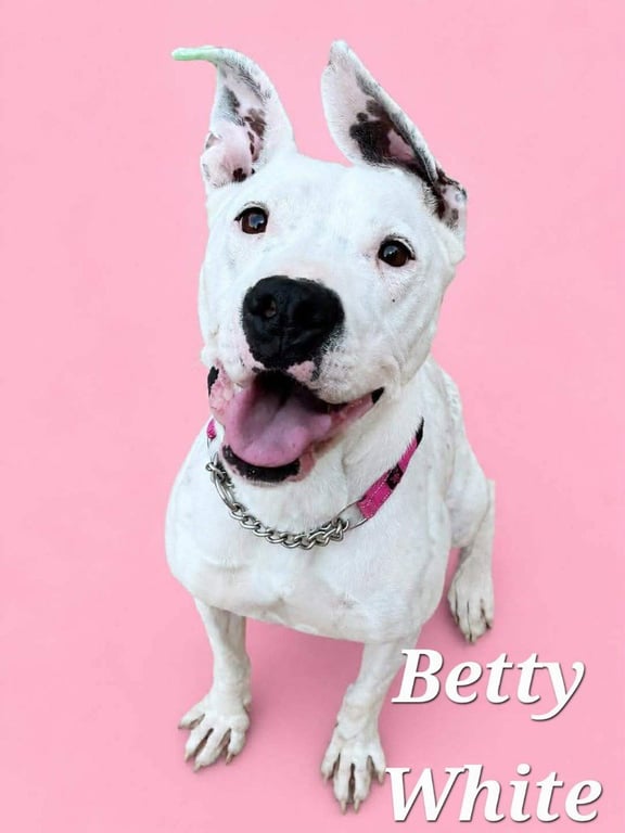 Betty White Image