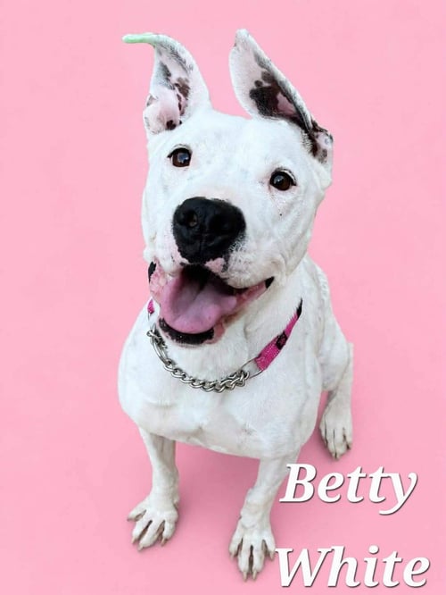BETTY WHITE - Terrier available for adoption