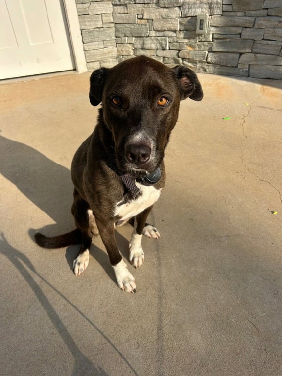 Unnamed Pup (Courtesy Post) Image