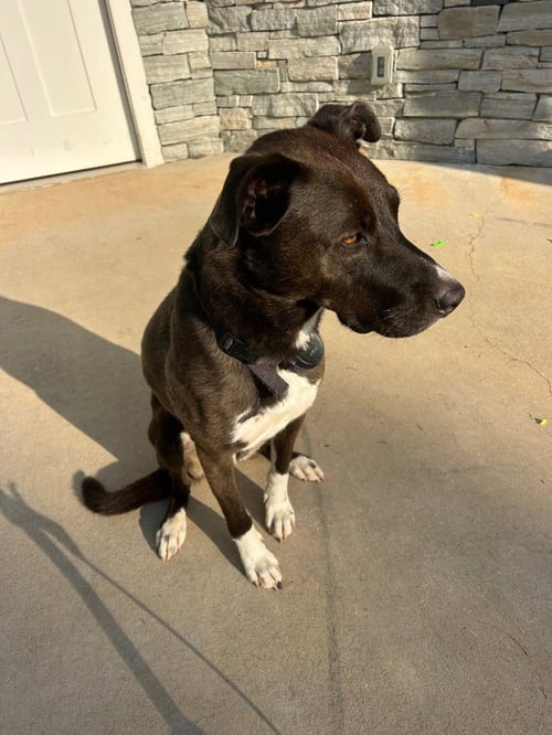 UNNAMED PUP (COURTESY POST) - Pit Bull Terrier available for adoption