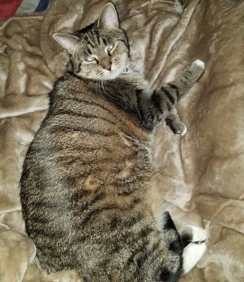 ATHENA (COURTESY POST) - Domestic Short Hair available for adoption
