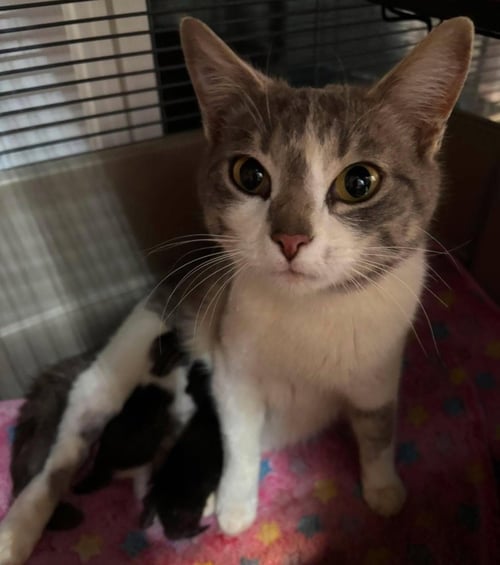 PANSY - Domestic Short Hair available for adoption