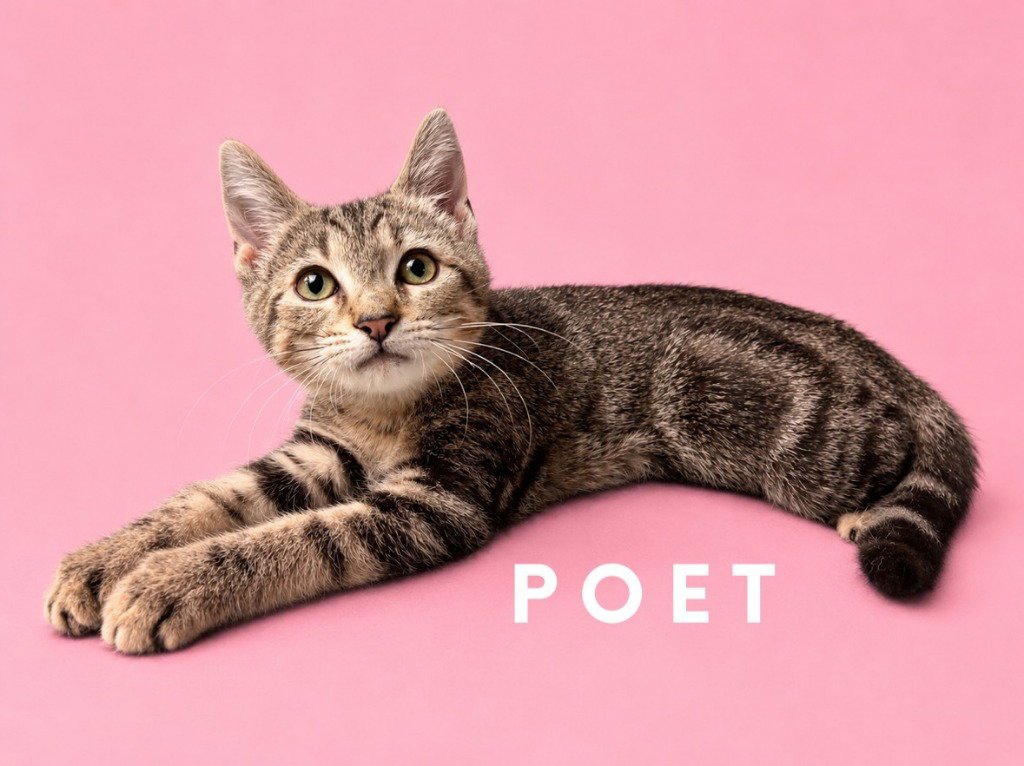 Poet (Courtesy Post) Image