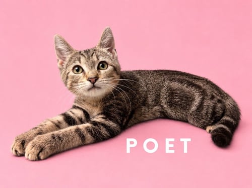 POET (COURTESY POST) - Domestic Short Hair available for adoption