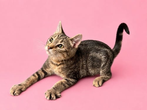POET (COURTESY POST) - Domestic Short Hair available for adoption