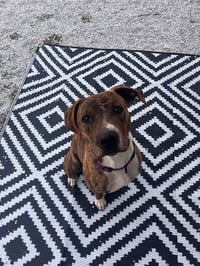 Rascal (Courtesy Post) - Photo 1