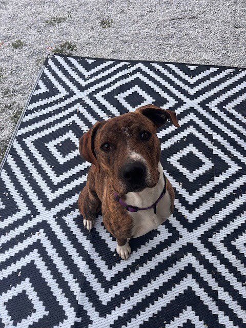 RASCAL (COURTESY POST) - Boxer available for adoption