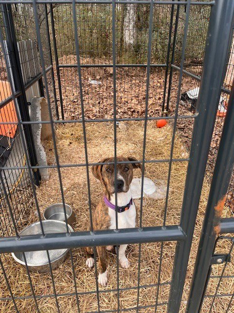 RASCAL (COURTESY POST) - Boxer available for adoption