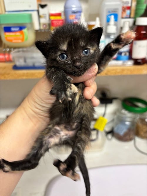 MARY - Domestic Short Hair available for adoption