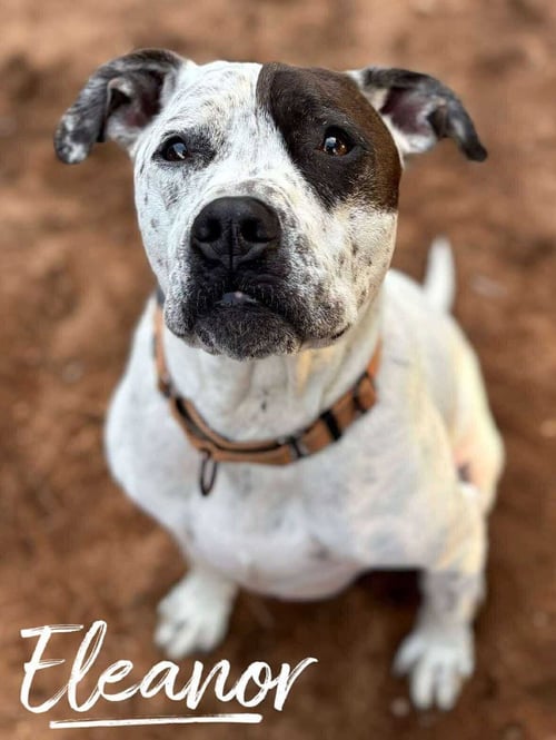 ELEANOR - Pit Bull Terrier available for adoption