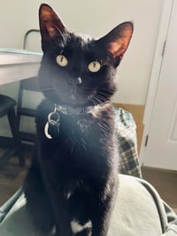 Nova (Courtesy Post) - Photo 2