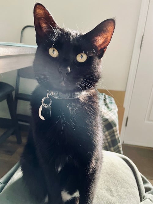NOVA (COURTESY POST) - Domestic Short Hair available for adoption