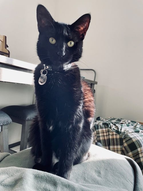NOVA (COURTESY POST) - Domestic Short Hair available for adoption