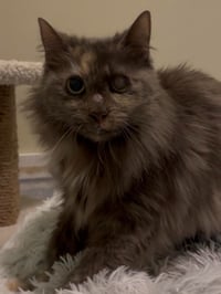 Cora - Photo 1