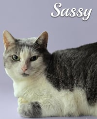 Sassy - Photo 2
