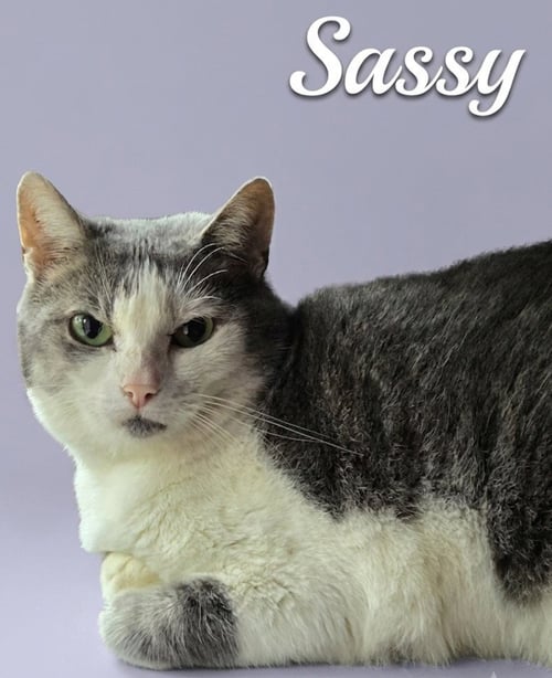 SASSY - Domestic Short Hair available for adoption
