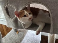 Ralphie (Courtesy Post) - Photo 4