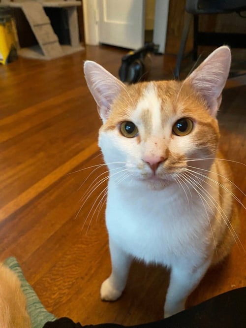 RALPHIE (COURTESY POST) - Domestic Short Hair available for adoption