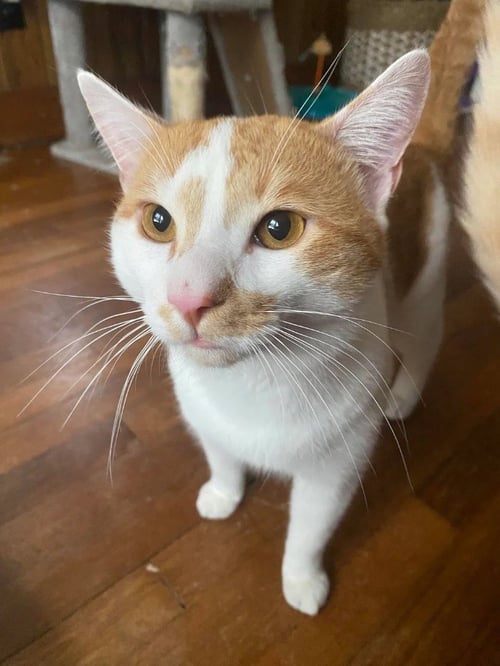 RALPHIE (COURTESY POST) - Domestic Short Hair available for adoption