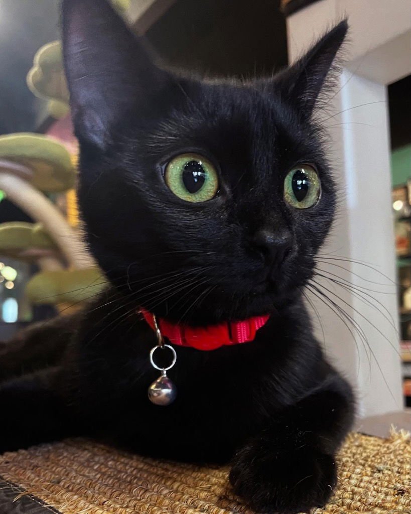 ONYX - Domestic Short Hair available for adoption