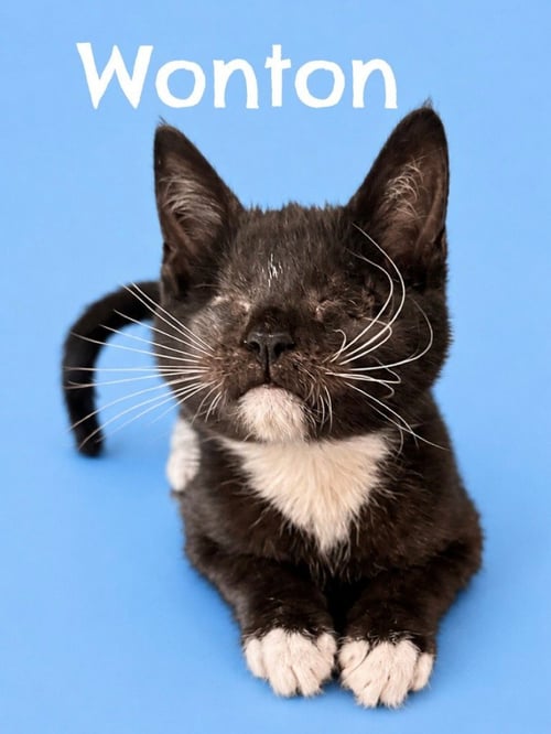 WONTON (COURTESY POST)