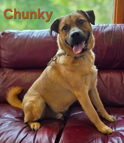 CHUNKY - Shepherd available for adoption
