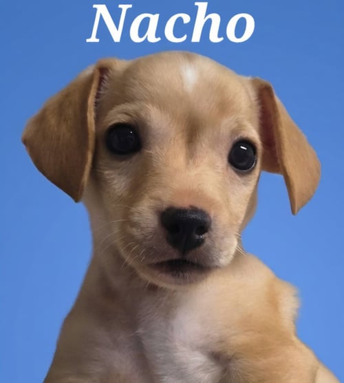 NACHO - Chihuahua / Dachshund available for adoption
