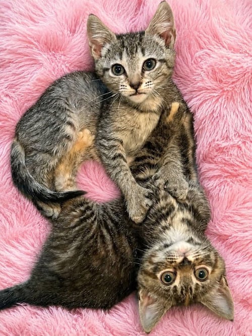 ZITI (COURTESY POST) - Domestic Short Hair available for adoption