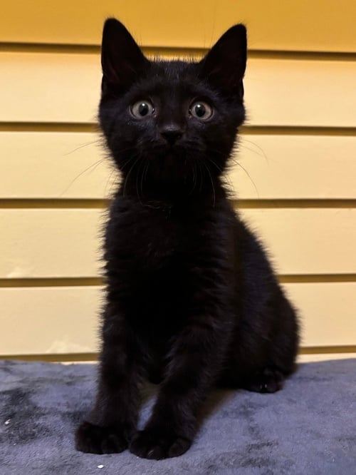 SHYAMALAN - Domestic Short Hair available for adoption