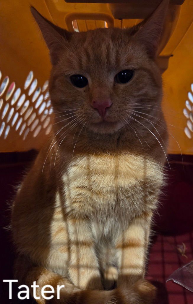 TATER - Domestic Short Hair available for adoption