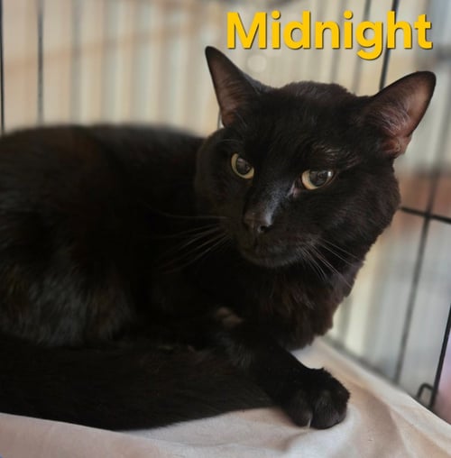 MIDNIGHT - Domestic Short Hair available for adoption