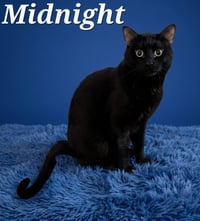 Midnight - Photo 1