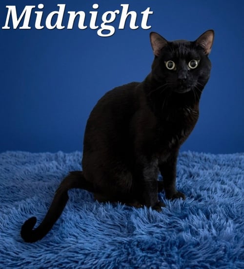 MIDNIGHT - Domestic Short Hair available for adoption
