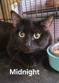 Midnight - Photo 3