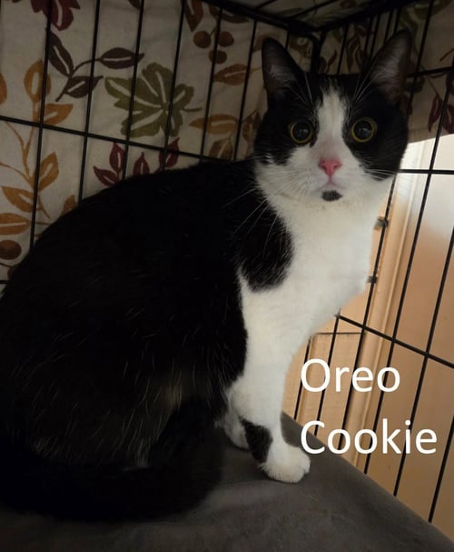 OREO COOKIE - Domestic Short Hair available for adoption
