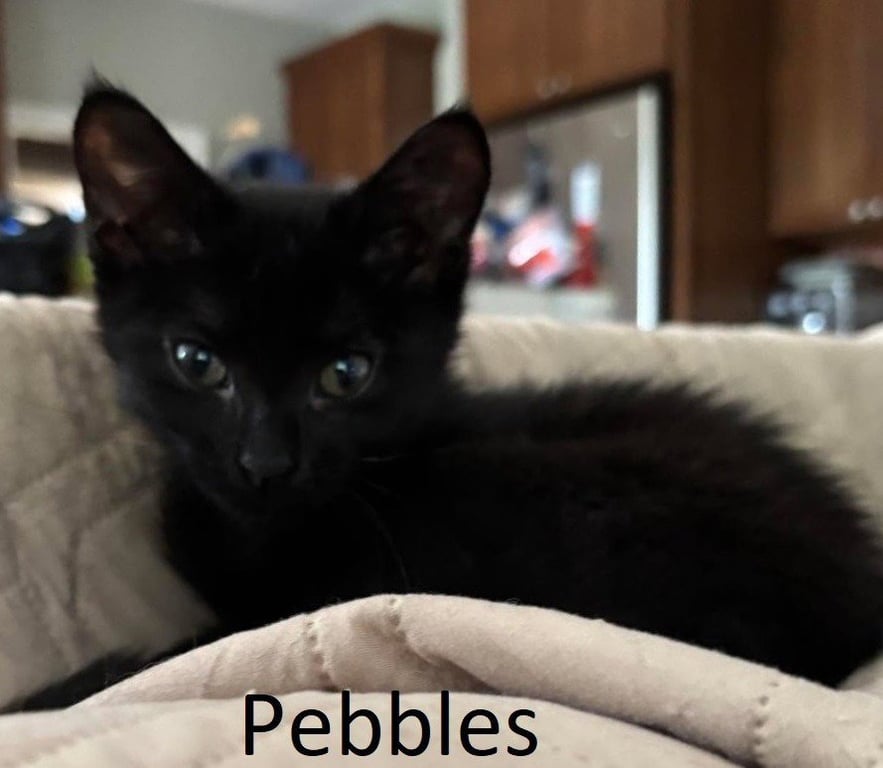 Pebbles Image