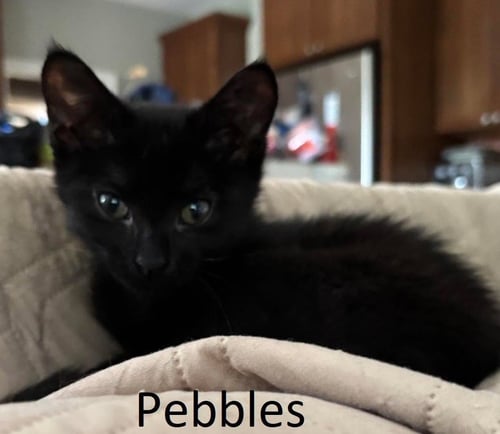 PEBBLES - Domestic Short Hair available for adoption