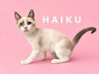 Haiku (Courtesy Post) - Photo 1