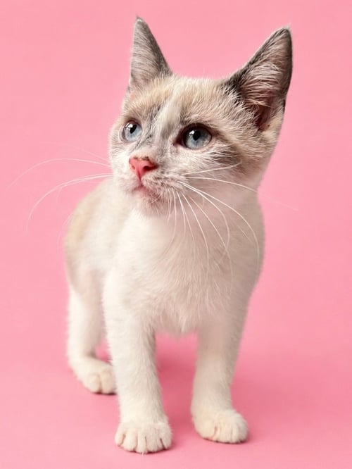 HAIKU (COURTESY POST) - Snowshoe available for adoption