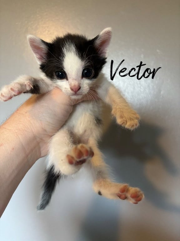 Vector Image