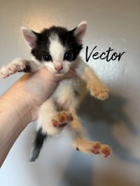 Vector - Photo 1