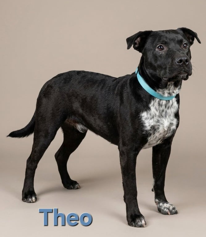 Theo Image