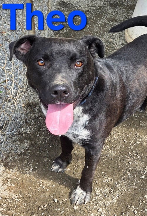 THEO - Australian Cattle Dog/Blue Heeler available for adoption
