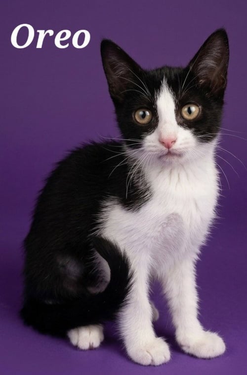 OREO - Domestic Short Hair available for adoption