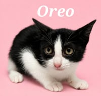 Oreo - Photo 4