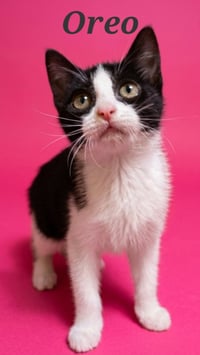 Oreo - Photo 3
