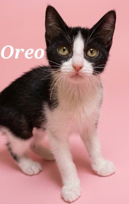 OREO - Domestic Short Hair available for adoption