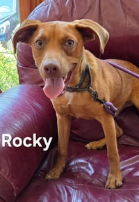 Rocky - Photo 3